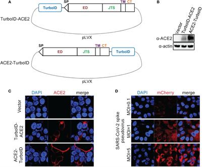 TurboID-mediated proximity labeling technologies to identify virus co-receptors